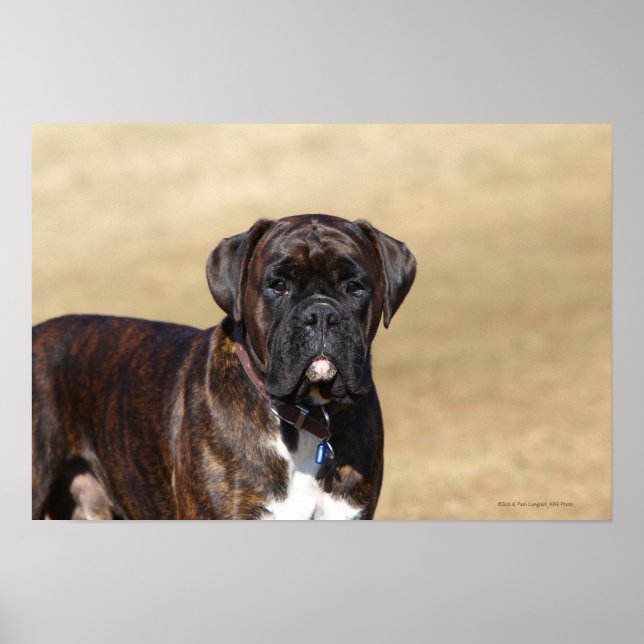 Affiche Brindle Boxer Chien debout (Devant)