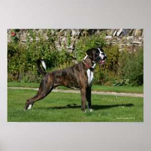 Affiche Brindle Boxer Dog Show Stance