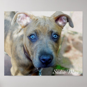 Affiche Brindle Pit Bull Puppy par Shirley Taylor
