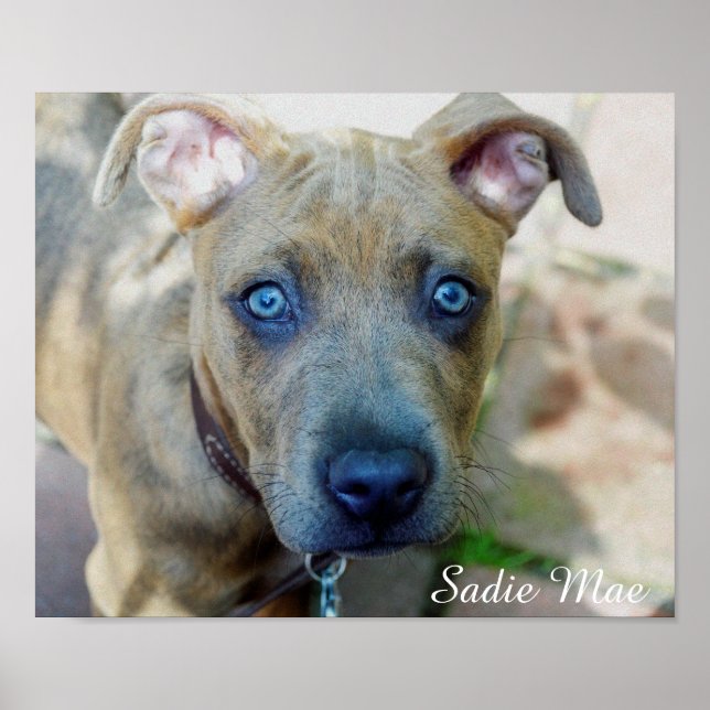 Affiche Brindle Pit Bull Puppy par Shirley Taylor (Devant)