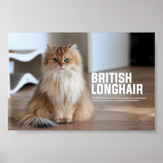 Affiche Britanniques Longhair Cat Breed