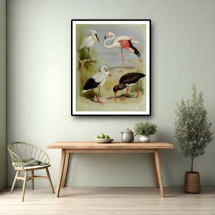 Affiche British Birds, Illustrations D'Art