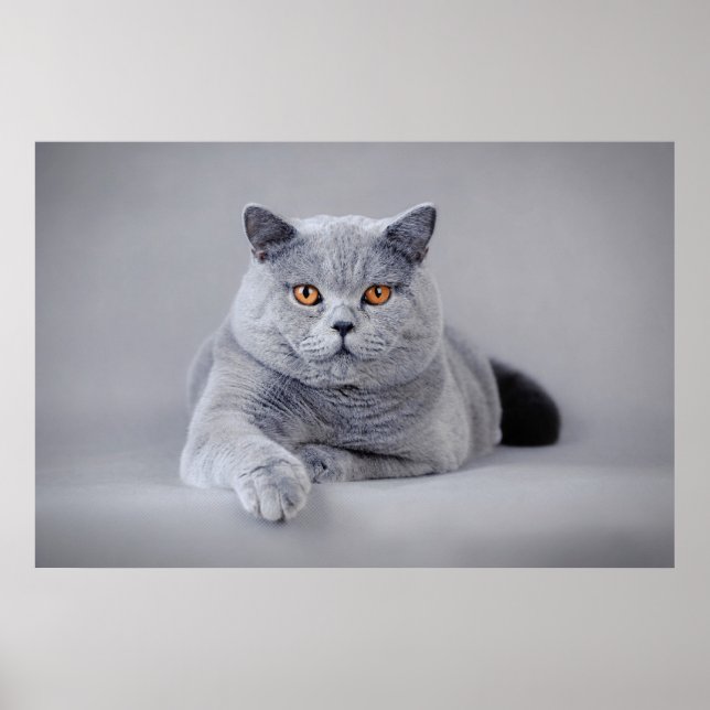 Affiche British shorthair (Devant)