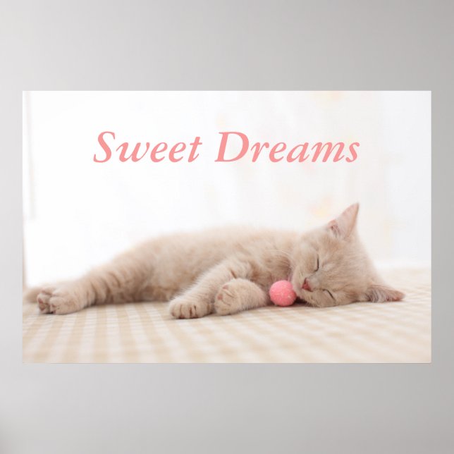 Affiche British Shorthair Cat (Devant)