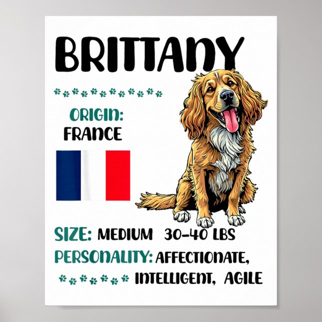 Affiche Brittany Origin Funny Brittany Dog Lover  (Devant)