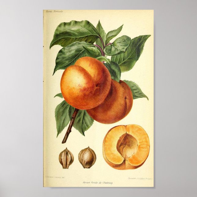 Affiche Broche de fruits botaniques Imprimer (Devant)
