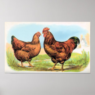Affiche Brochure vintage de poulet et perdrix de poule