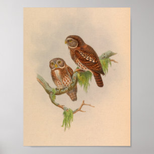 Affiche Brodies Owlet Brown Vintage Bird Art Imprimer