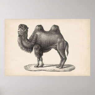 Affiche Brodtmann Camel Sketch
