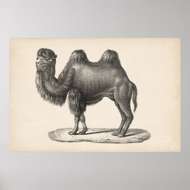 Affiche Brodtmann Camel Sketch (Devant)