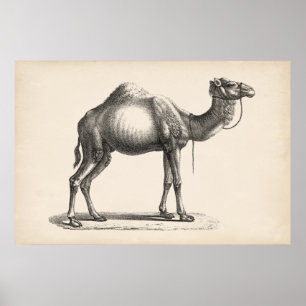 Affiche Brodtmann Dromedary Camel Sketch