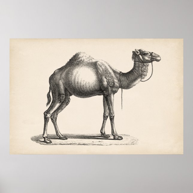 Affiche Brodtmann Dromedary Camel Sketch (Devant)