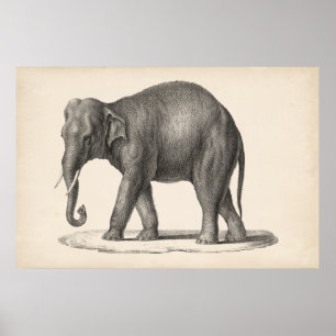 Affiche Brodtmann Elephant Sketch