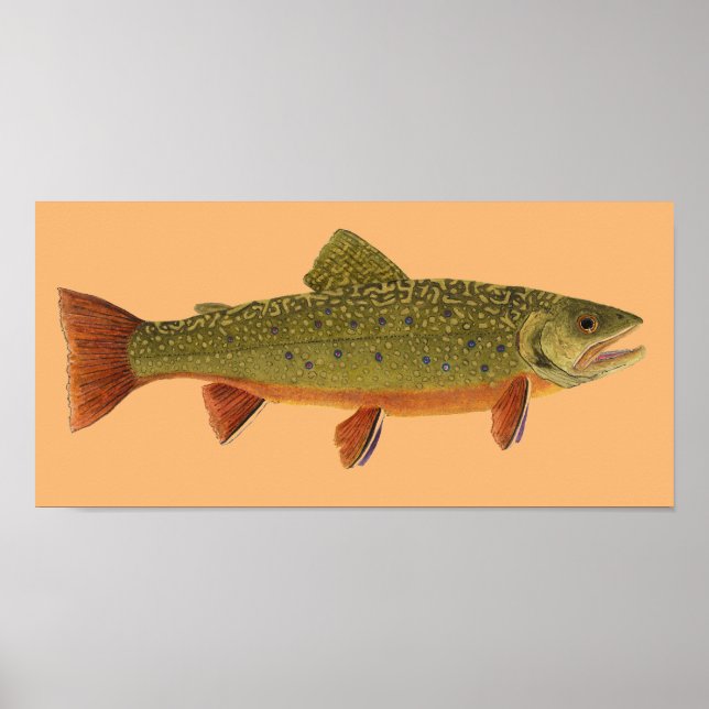 Affiche Brook Trout (Devant)
