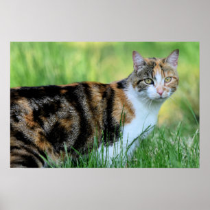 Affiche Brown and white cat