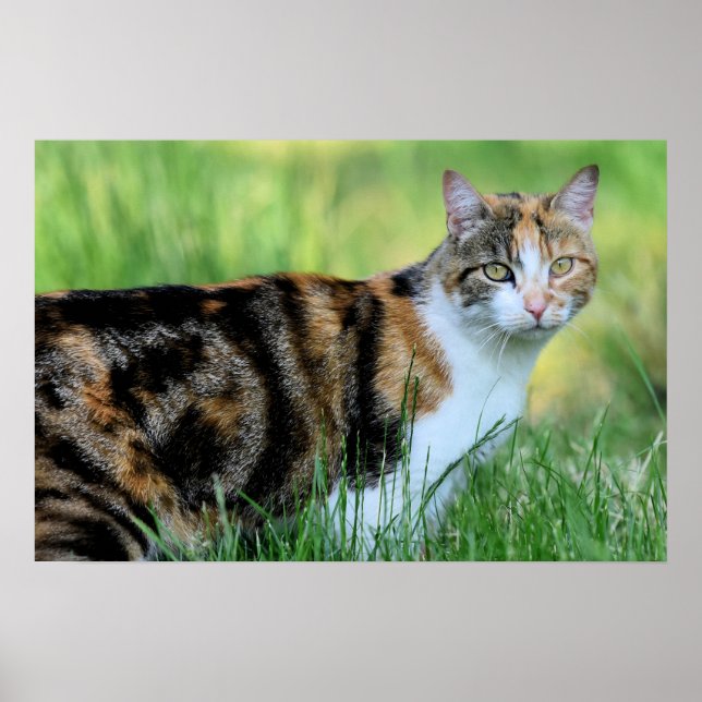 Affiche Brown and white cat (Devant)
