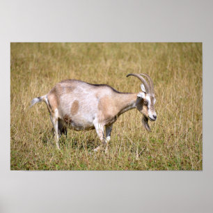 Affiche Brown and white goat in grass