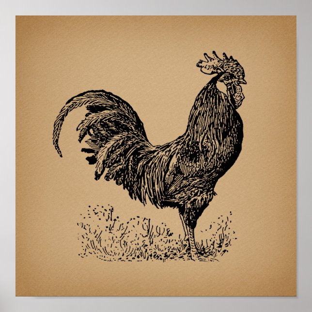 Affiche Brown Antique Rooster Illustration Chicken Art (Devant)