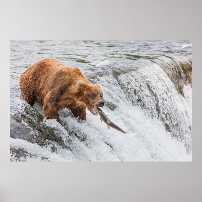 Affiche Brown Bear Catches Red Salmon (Devant)