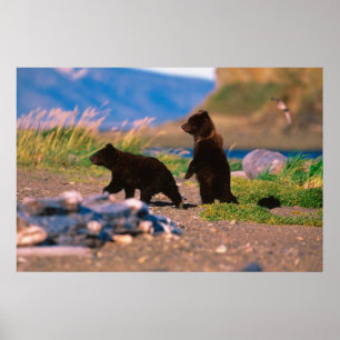 Affiche Brown Bear, Ursus arctos, péninsule de l'Alaska