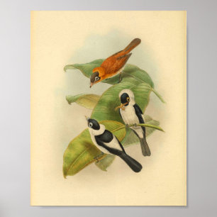 Affiche Brown crâne  Flycatcher Bird Imprimer Vintage