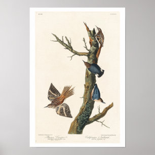 Affiche Brown Creeper and Californian Nuthatch by Audubon