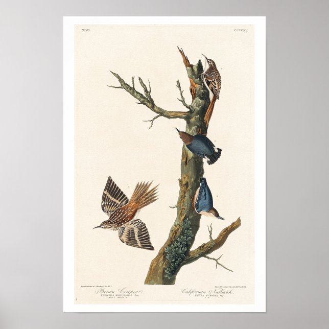 Affiche Brown Creeper and Californian Nuthatch by Audubon (Devant)