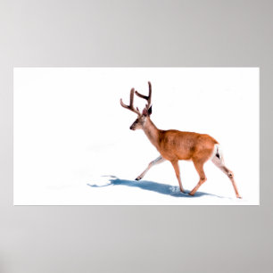 AFFICHE BROWN DEER SUR ARRIÈRE - PLAN BLANC