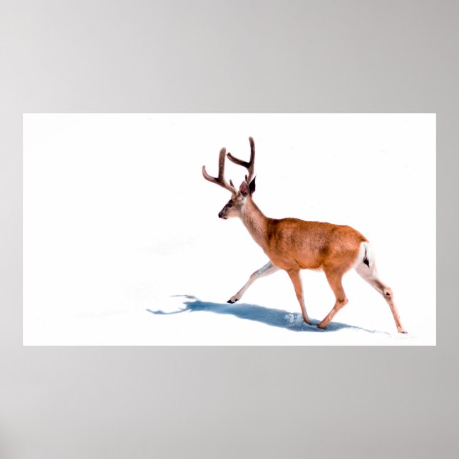 AFFICHE BROWN DEER SUR ARRIÈRE - PLAN BLANC (Devant)