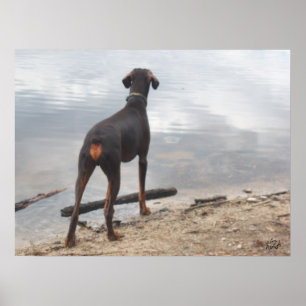 Affiche Brown, le Doberman