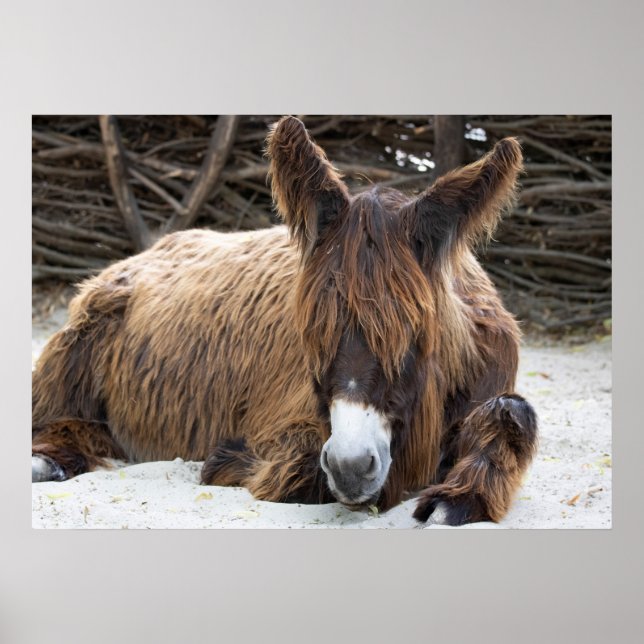 Affiche Brown Poitou Donkey (Devant)