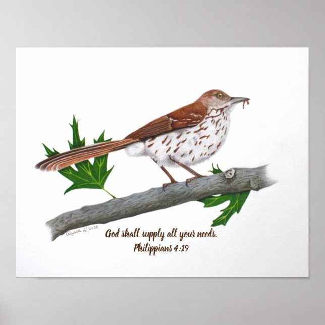 Affiche Brown Thrasher 14x11 (Devant)