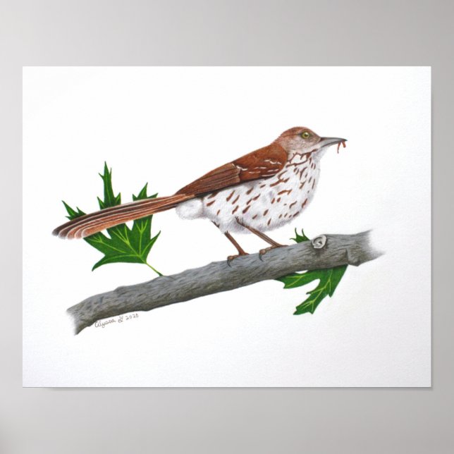 Affiche Brown Thrasher 14x11 Imprimer (Devant)