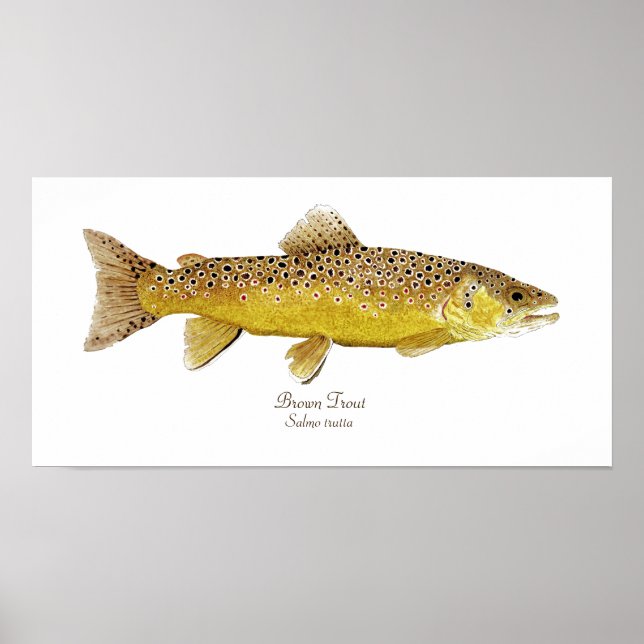 Affiche Brown Trout (Devant)