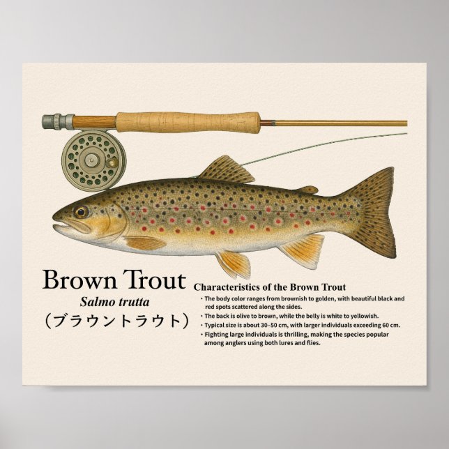 Affiche Brown Trout – English Art Print (Devant)