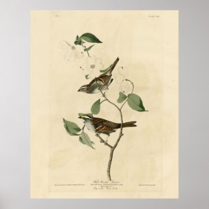 Affiche Bruant à gorge blanche, Oiseaux d'Amérique d'Audub