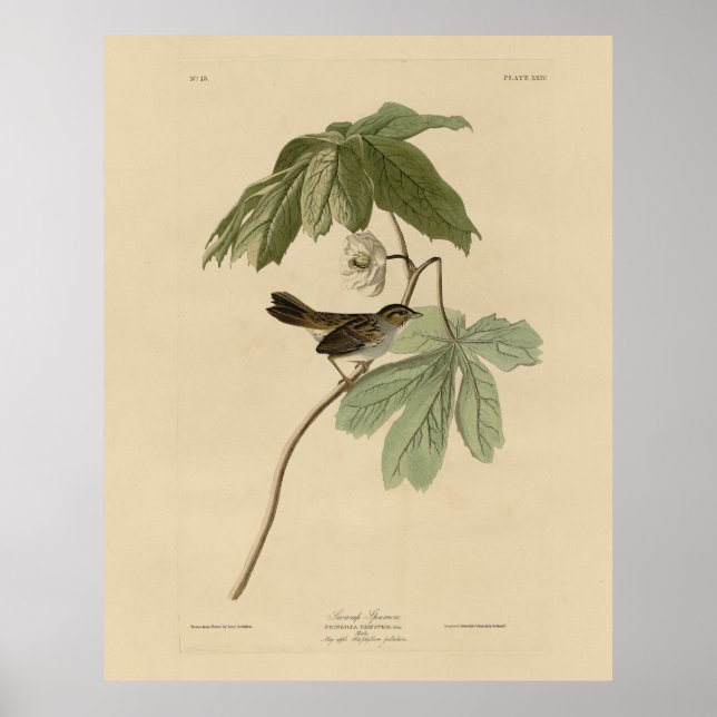 Affiche Bruant des marais des oiseaux d'Amérique d'Audubon (Devant)