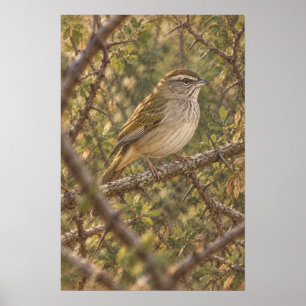 Affiche Bruant olive dans les fourrés épineux du sud du Te