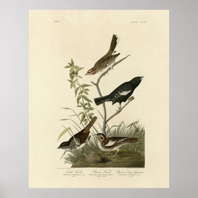 Affiche Bruants, Bruants de Lark, Oiseaux d'Amérique d'Aud (Devant)