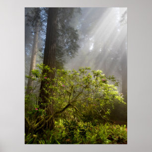 Affiche Brume matinale sur le Rhododendron