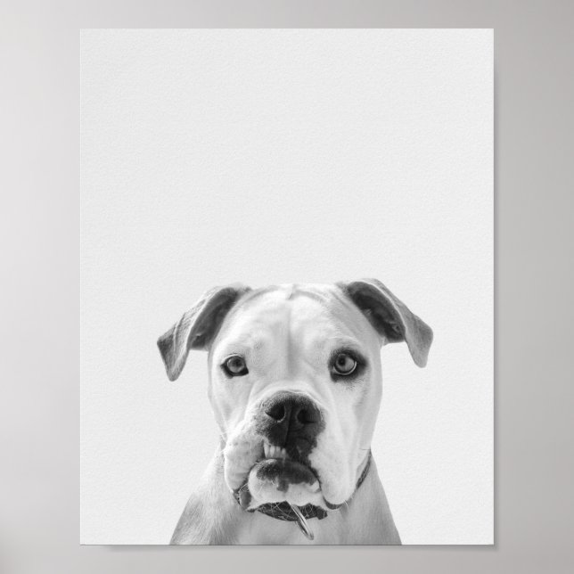 Affiche Bruno le Bulldog américain (Devant)