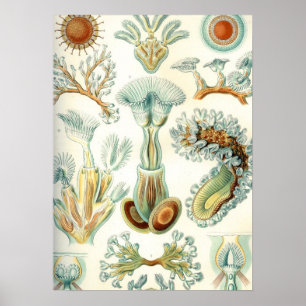 Affiche Bryozoaires de Haeckel