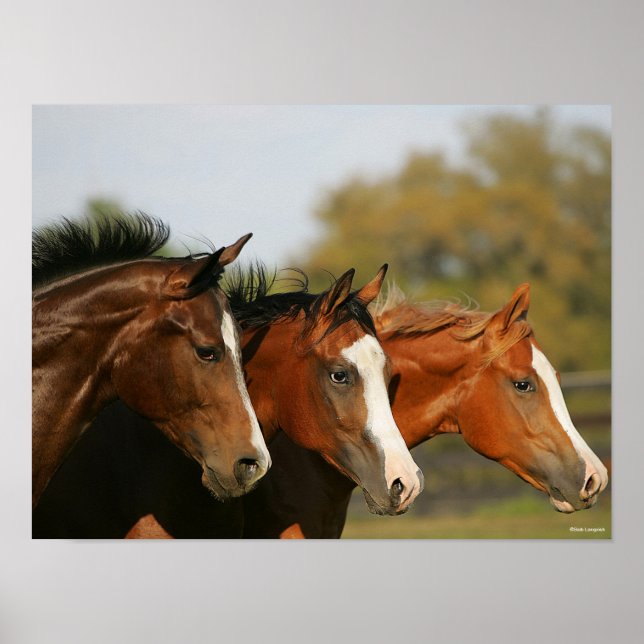 Affiche BTtrois quarts de chevaux en tête (Devant)