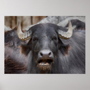Affiche Bubalus bubalis