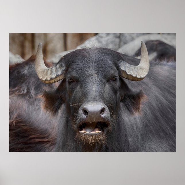Affiche Bubalus bubalis (Devant)