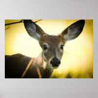 Buck