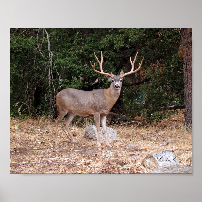 Affiche Buck Deer en Californie USA Canvas Print (Devant)