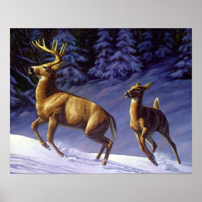 Affiche Buck & Doe de cerf blanc en neige hivernale (Devant)