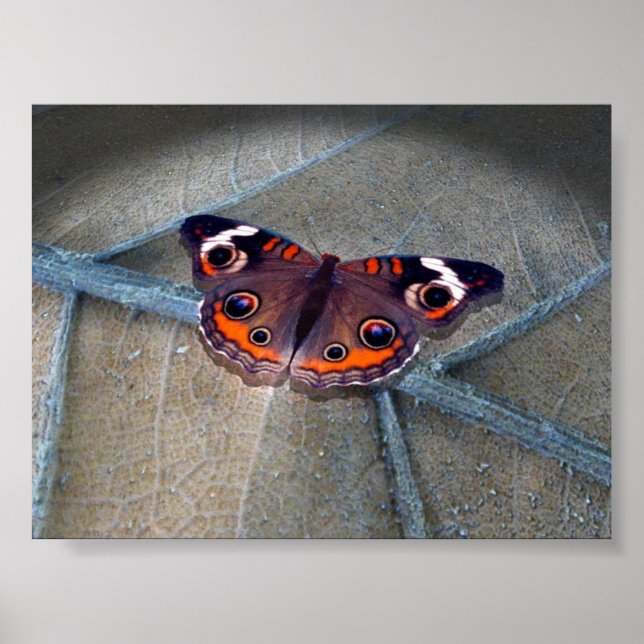 Affiche Buckeye (Devant)