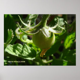 Affiche Budding Tomato